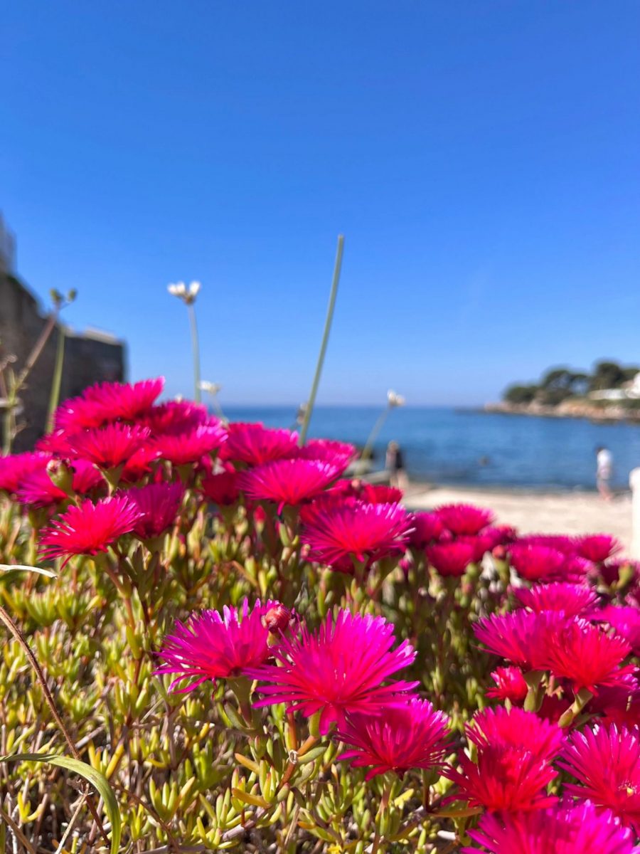 Visiter Bandol en mai fleurs