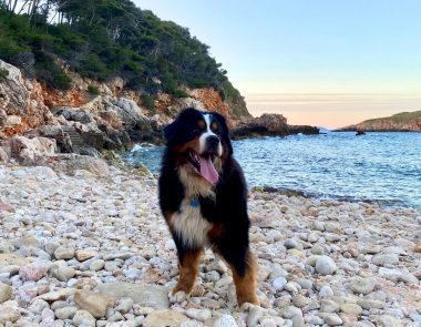 Vacances à Bandol avec un chien : activités, promenades et astuces