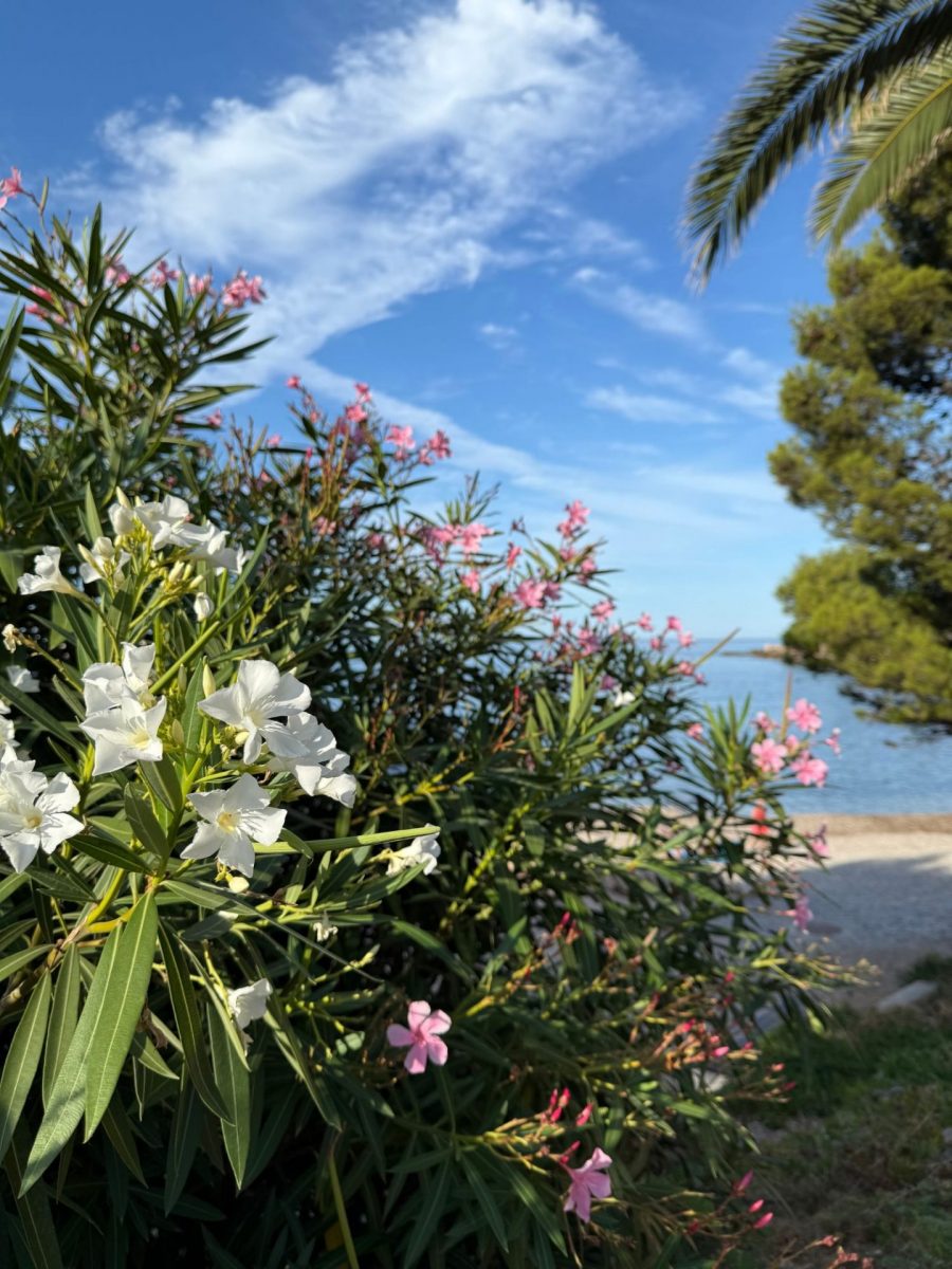 Fleurs août Bandol 2025