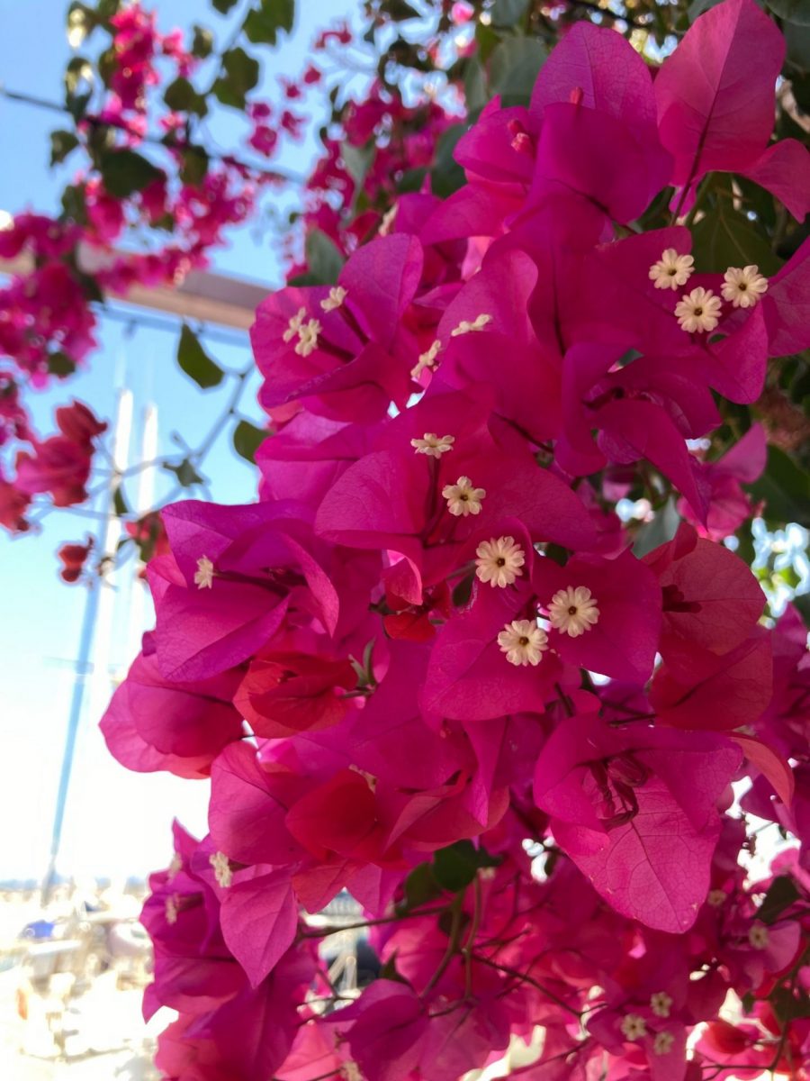 Bougainvillier de Bandol en octobre