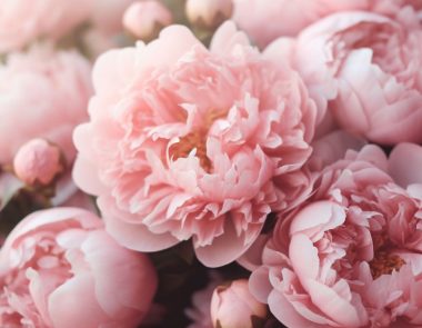 Zoom sur nos voisins : visite d’Évenos