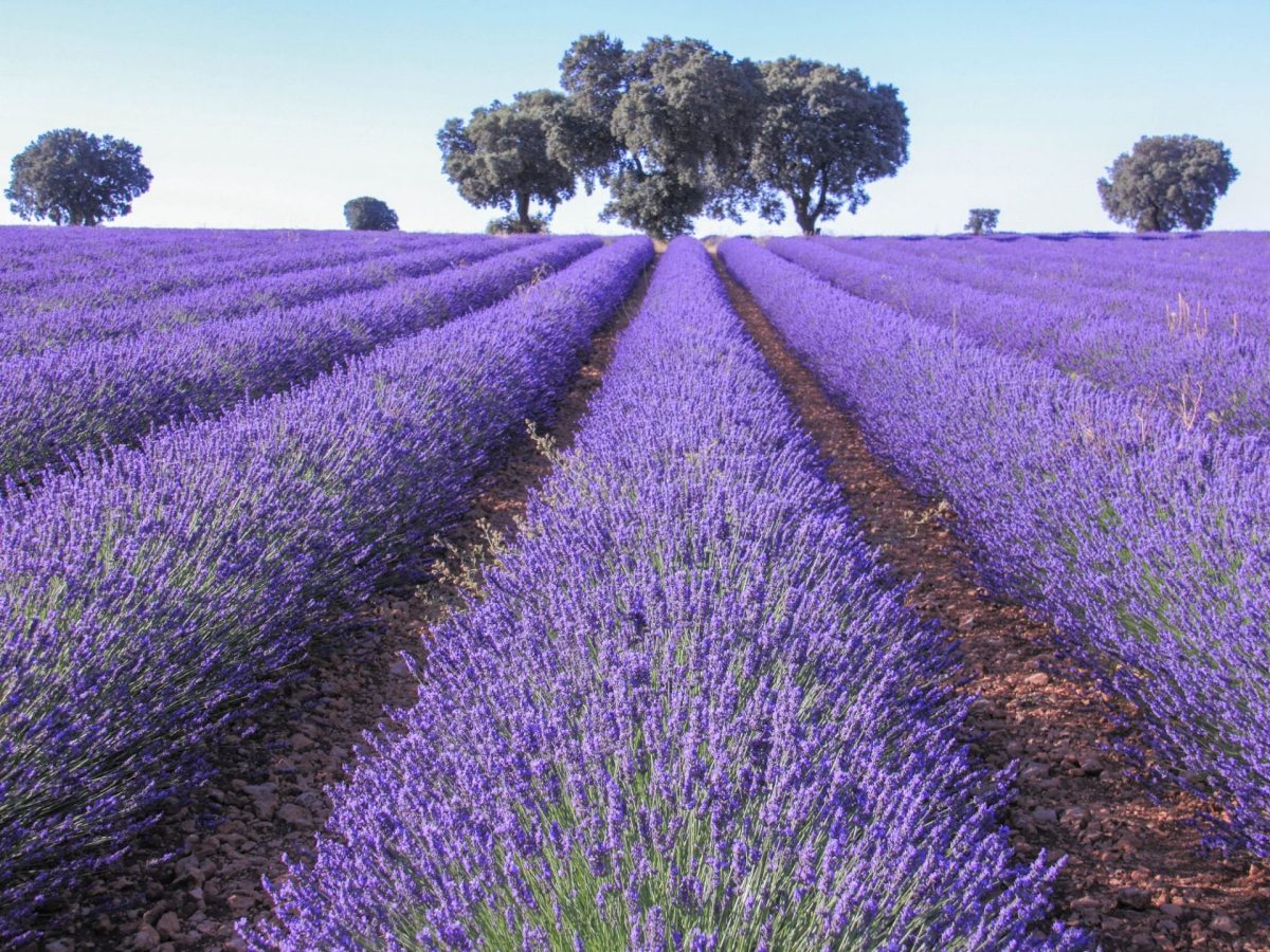 Valensole La Brillanne Bormes Les Mimosas Road Trip Fleuri En Provence