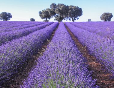 Road trip fleuri en Provence