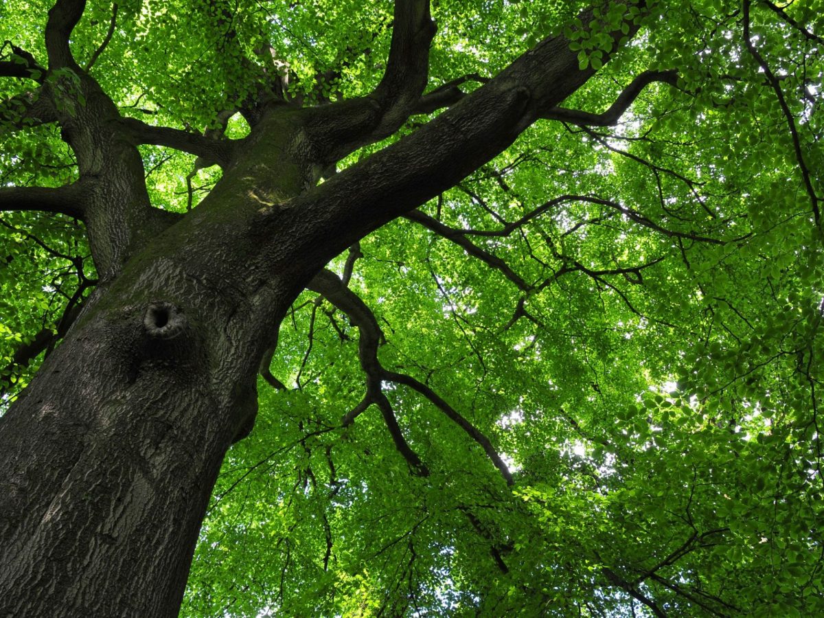 Forêt Parc Naturel Régional Sainte-Baume