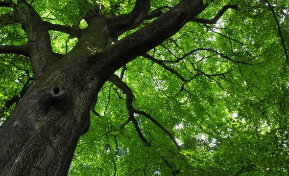 Le Parc Naturel Régional de la Sainte-Baume : escapade nature aux portes de Bandol