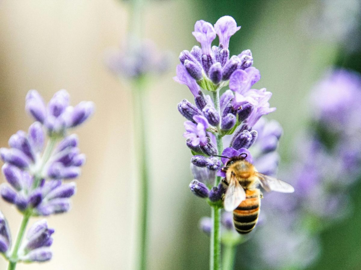 Ruches Office de Tourisme Bandol