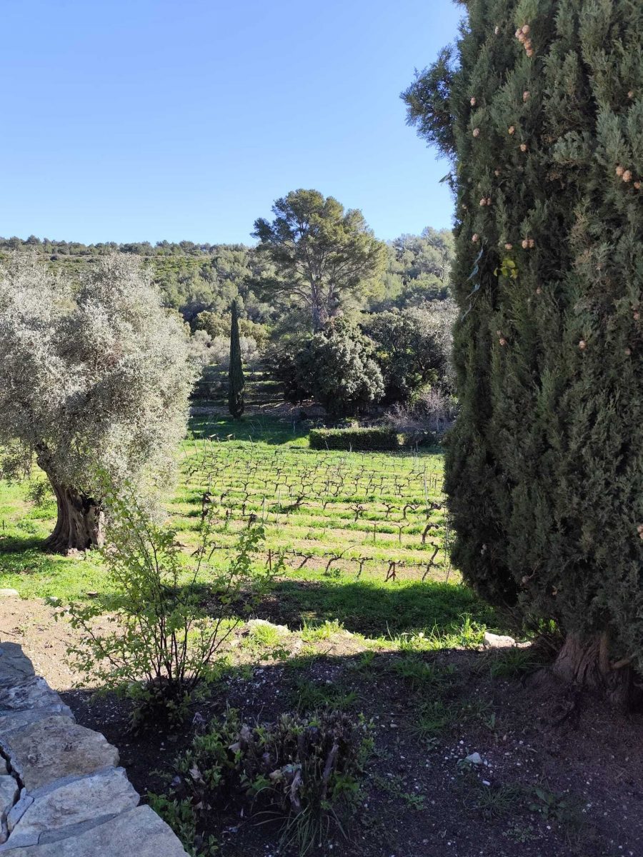 Domaine Souviou Le Beausset - Vignes