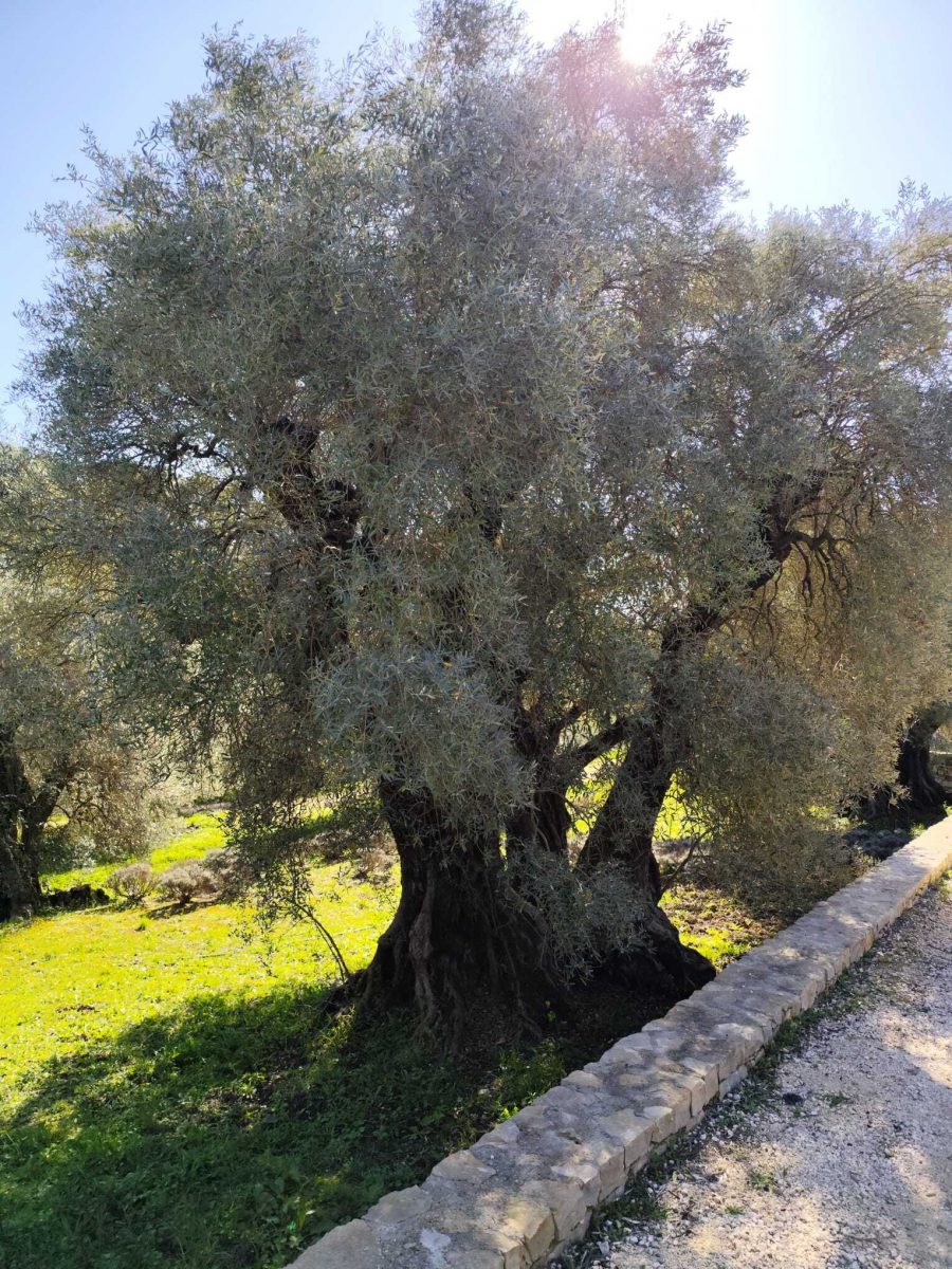 Domaine Souviou Le Beausset - Oliviers