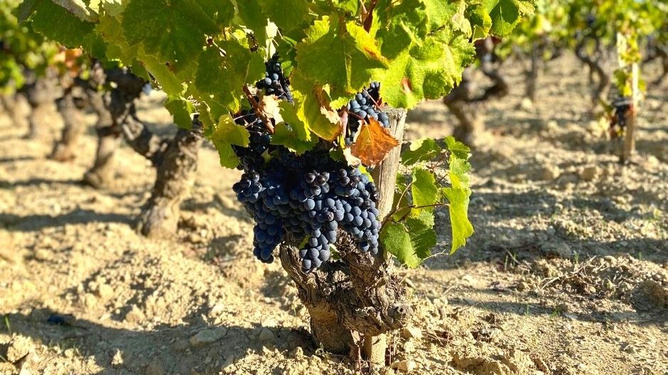 Vins de Bandol AOC