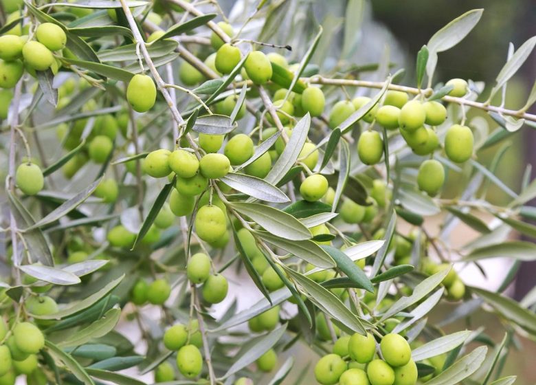 Der Garten der Oliven