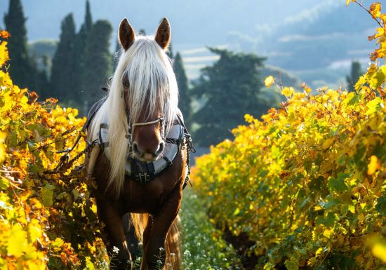 Domaine Famille Deprad