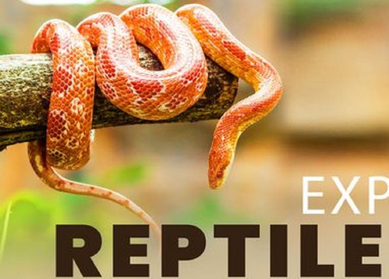 Exposition – Reptiles