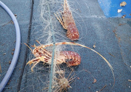 À bord du Nico – Nicolas Blanc