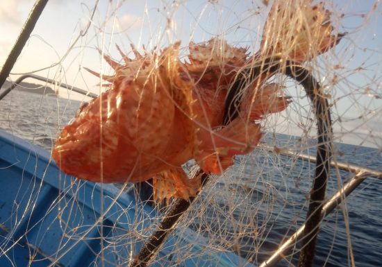 À bord du Nico – Nicolas Blanc