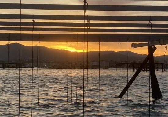 L’Huitrière de Tamaris : producteurs de coquillages