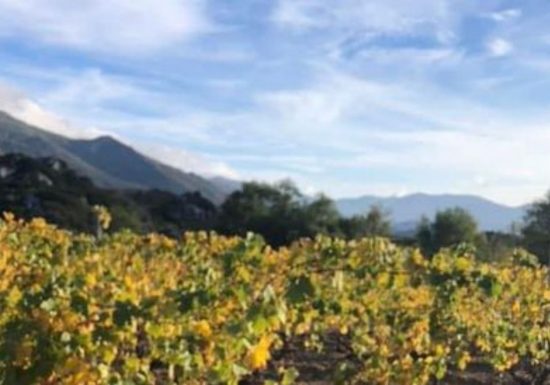 Au Clair de la Vigne _ Côté Caves