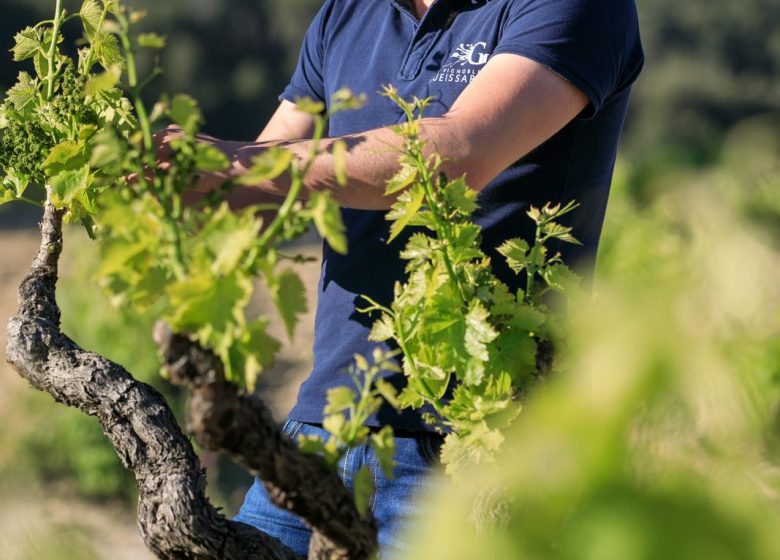 Les vignobles Gueissard