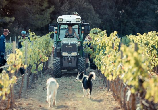 Les vignobles Gueissard