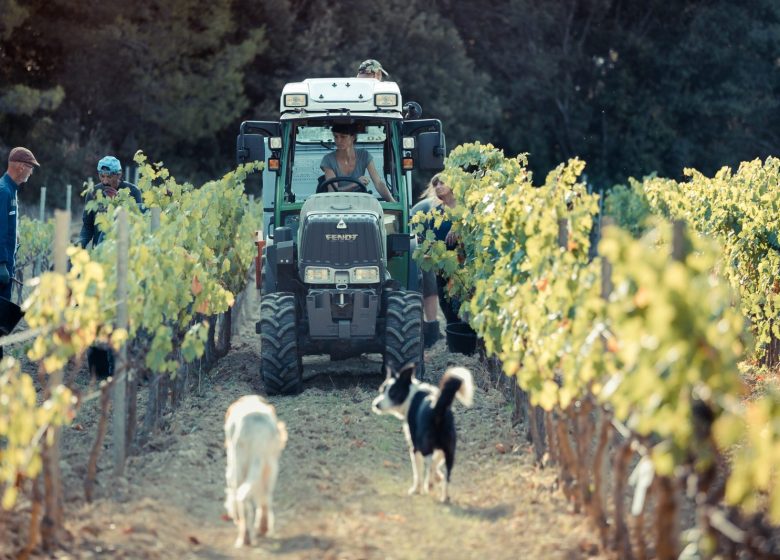 Les vignobles Gueissard