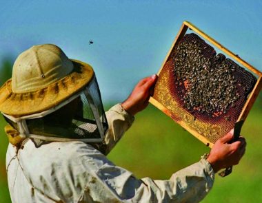 Visite commentée de la miellerie de l’oratoire