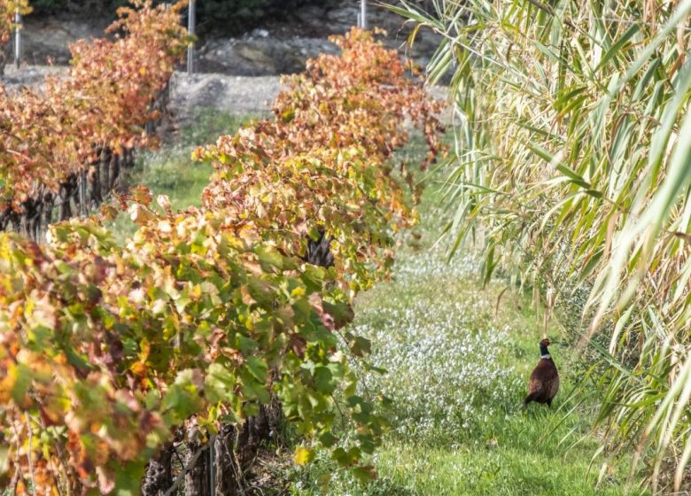 Domaine viticole de l’île des Embiez