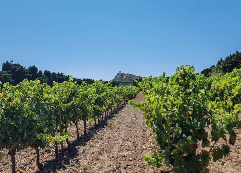 Domaine viticole de l’île des Embiez