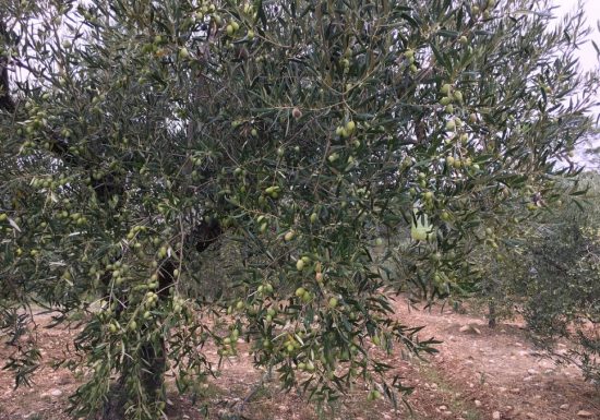 Moulin des Amis de la Picholine