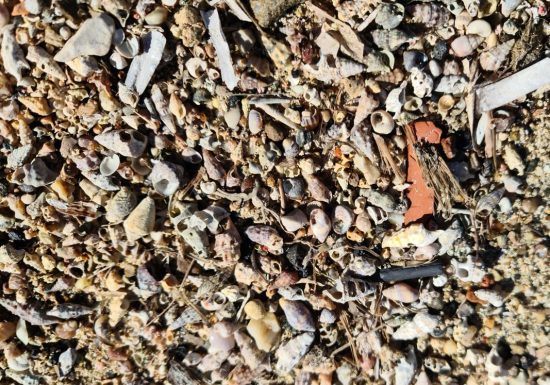 Sortie enfant : Dans la peau d&rsquo;un explorateur  – Sorsciences