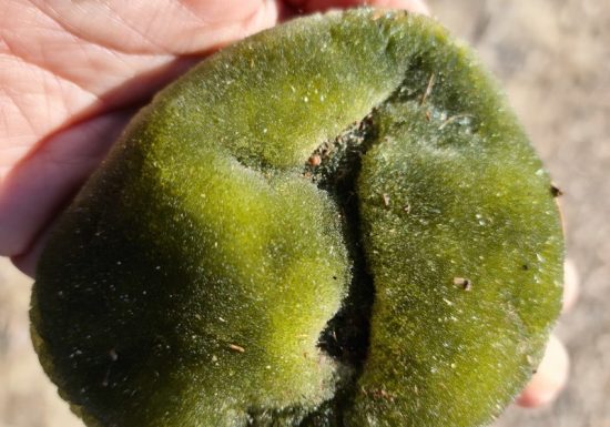 Sortie enfant : Dans la peau d&rsquo;un explorateur  – Sorsciences