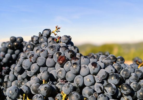 OenoTour Découverte