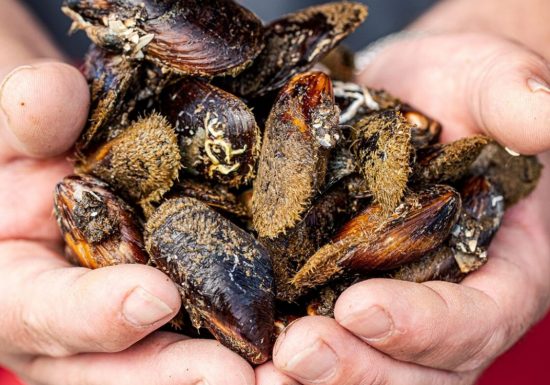 Coquillages du Sud, Les Perles de Tamaris