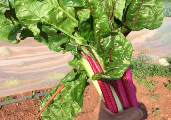 Le Potager du Domaine de Fabrégas