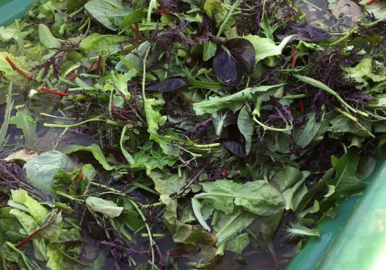 Le Potager du Domaine de Fabrégas