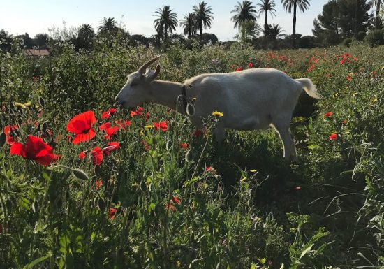 Le Potager du Domaine de Fabrégas