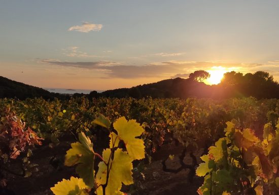 Domaine de Terrebrune