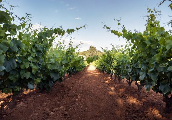 Domaine de Terrebrune