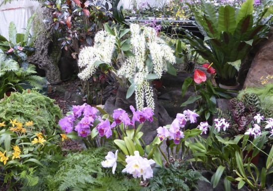 La Serre aux orchidées