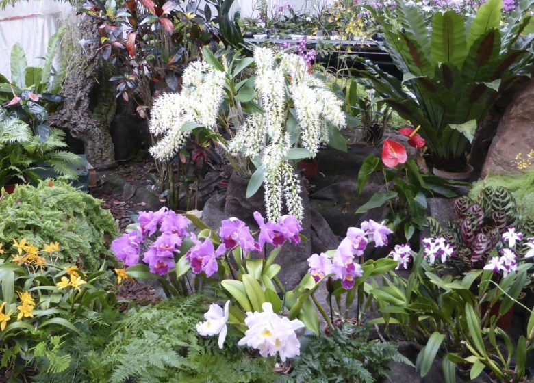 La Serre aux orchidées