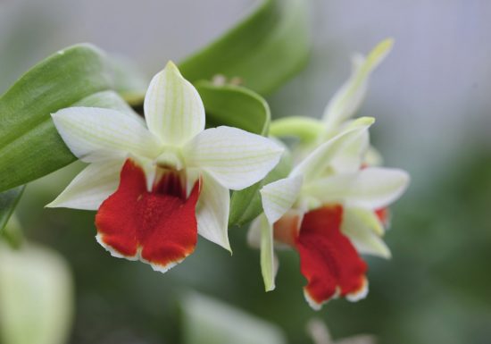 La Serre aux orchidées