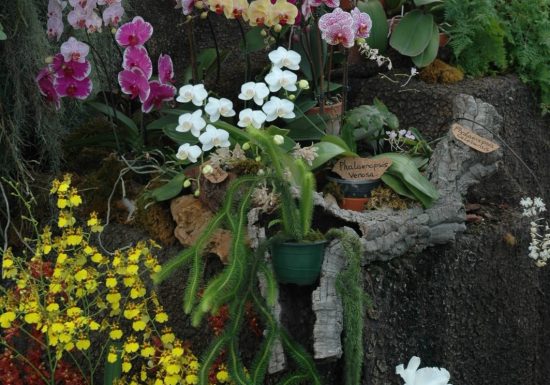 La Serre aux orchidées