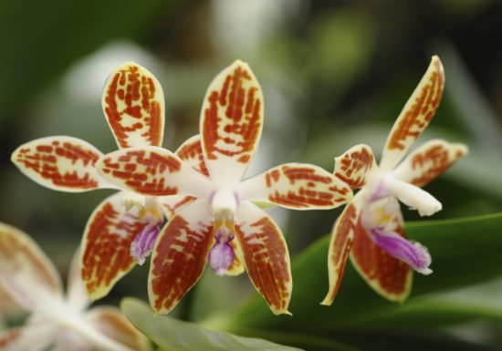 La Serre aux orchidées