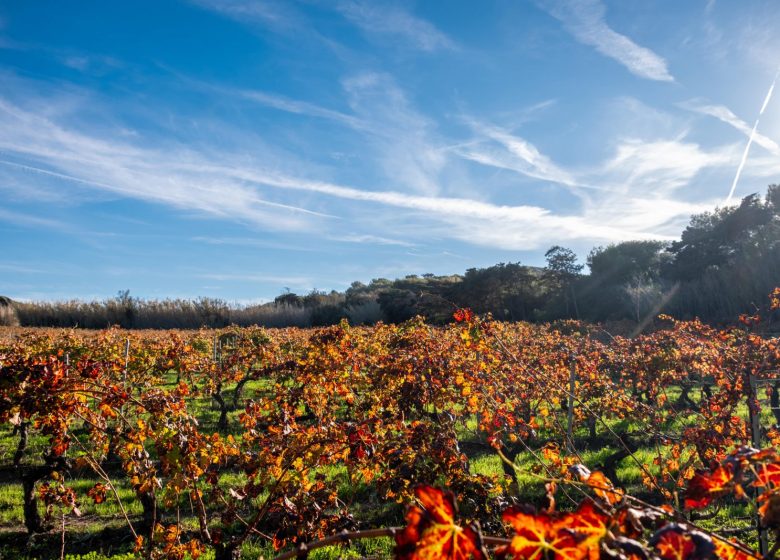 Domaine viticole de l’île des Embiez