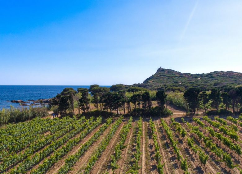 Weingut der Insel Embiez