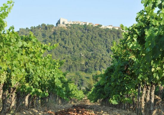 Domaine de l’Olivette