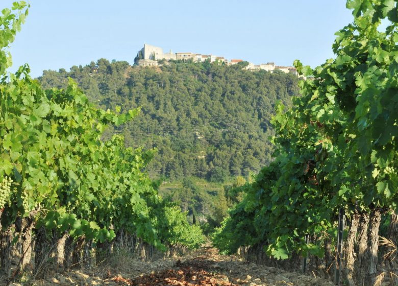 Domaine de l'Olivette