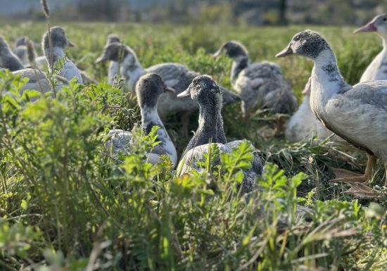 Les canards de la Sainte-Baume
