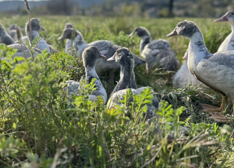 Les canards de la Sainte-Baume
