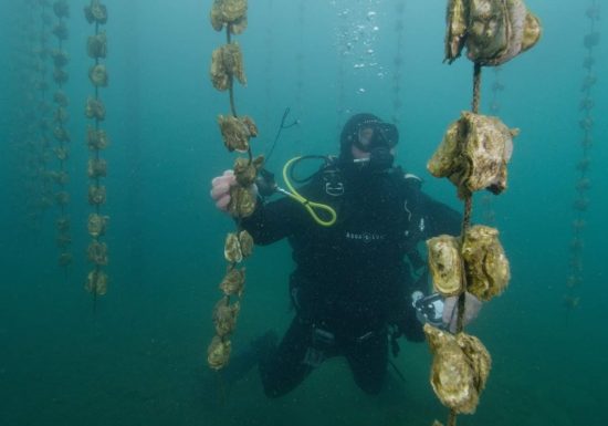 Les fermes marines de Tamaris