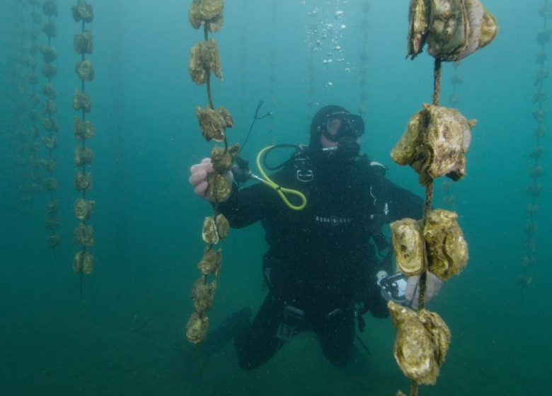 Les fermes marines de Tamaris