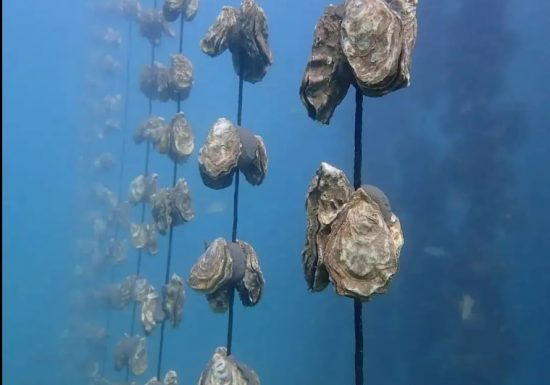 Les fermes marines de Tamaris